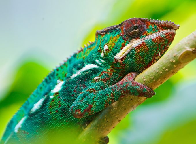 Wallpaper Chameleon, look, Colorful, Animals 5501714616